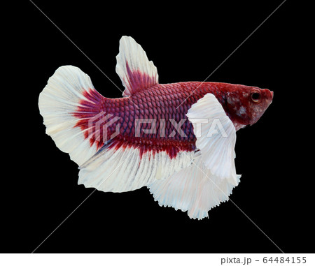 Betta big ear isolated on white background. Betta big ear isolated on white background. 64484155