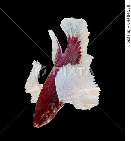 Betta big ear isolated on white background. Betta big ear isolated on white background. 64484158
