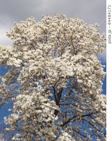 背景素材　(モクレン) 64484171