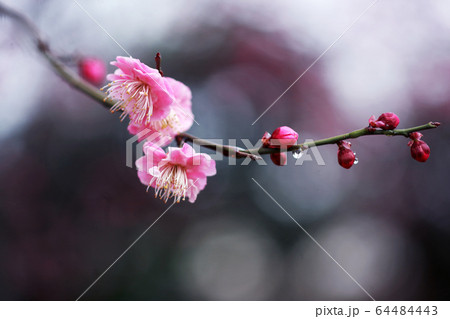 梅　薄紅色の花 64484443