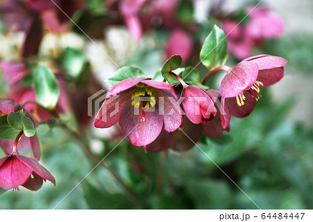 クリスマスローズ 赤紫色の花の写真素材