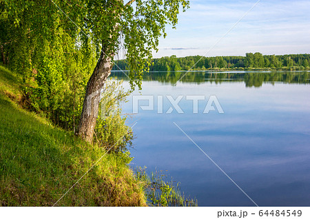 The slender birch-tree standing on the Bank of the The slender birch-tree standing on the Bank of the 64484549