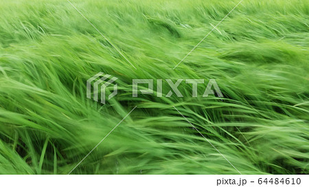 うねる稲 64484610