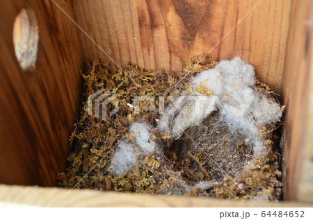 シジュウカラ巣立ちの後巣箱の中 64484652