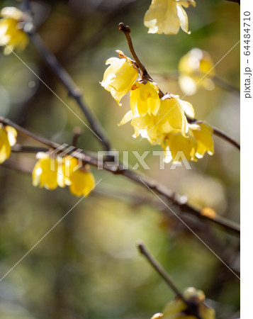 早春に咲くロウバイ 64484710