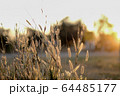 Reeds of glass in sunset background 64485177