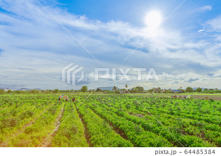 Group of farmers help harvest vegetables grown on the farm.by using a large umbrella to help shade the sun on a sunny day 64485384