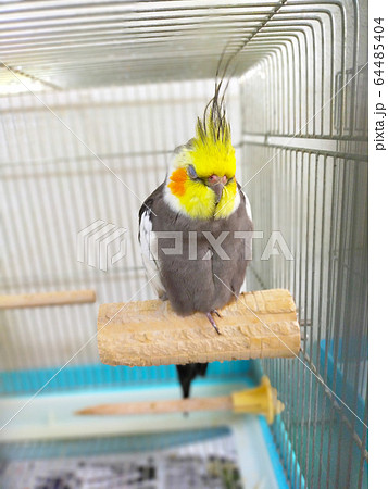 ウトウトしているオカメインコ 64485404