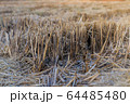 Dry rice stumps in the rice fields. After the rice accumulation is complete, there will be dry rice stumps. 64485480