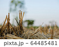 Dry rice stumps in the rice fields. After the rice accumulation is complete, there will be dry rice stumps. 64485481