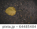 The leaves of the Bodhi tree lay on the walkway. 64485484