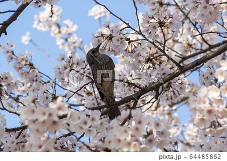 桜 春 花 64485862
