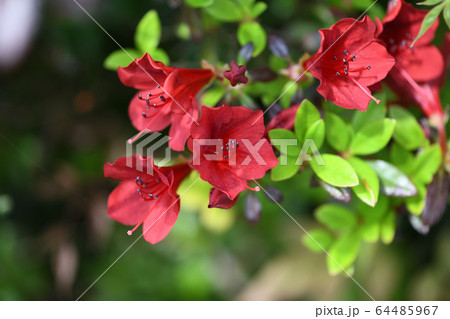 霧島ツツジ 64485967