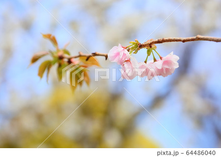 桜の花 64486040