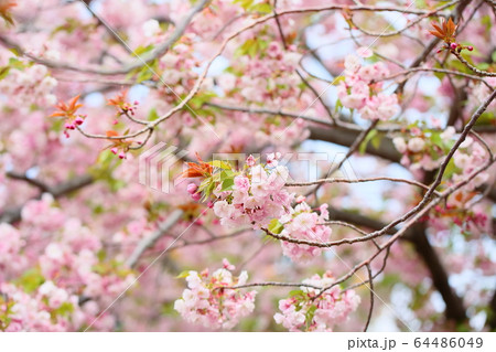 桜の花 八重紅大島 桜の花 八重紅大島 64486049