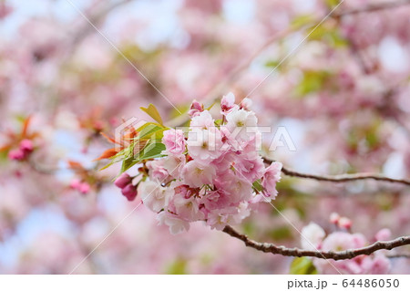 桜の花 八重紅大島 桜の花 八重紅大島 64486050