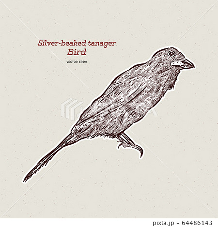The silver-beaked tanager is a medium-sized 64486143
