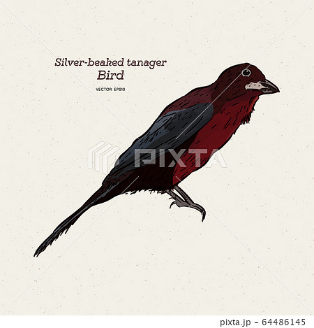The silver-beaked tanager is a medium-sized 64486145