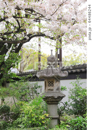 博多　承天寺の桜 64486244