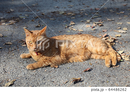 藤白神社 藤白神社 64486262