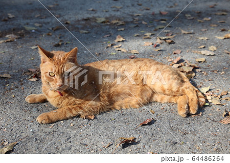藤白神社 64486264