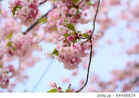桜の花 八重紅大島 桜の花 八重紅大島 64486624