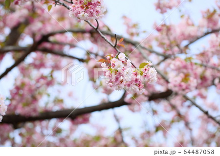 桜の花 御車返 桜の花 御車返 64487058