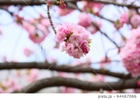 桜の花　春日井 64487066
