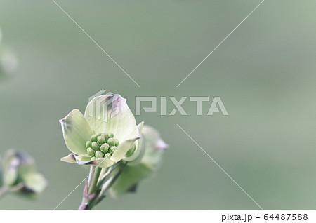 開き始めたハナミズキ 64487588