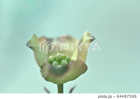 開き始めたハナミズキ 64487589