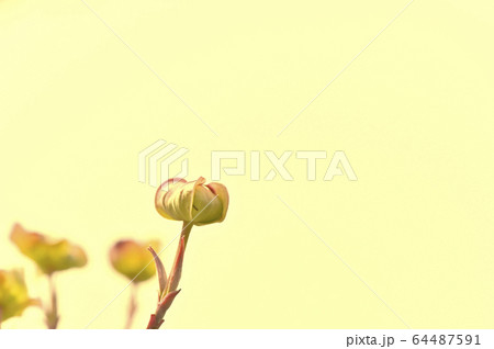 開き始めたハナミズキ 64487591