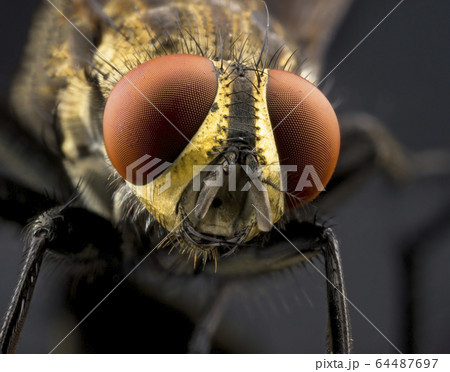 Fly Eyes In Macro 64487697