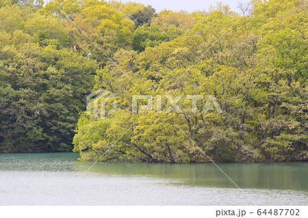 狭山湖の新緑 64487702