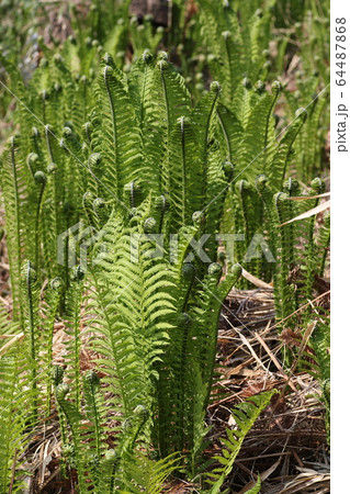 コゴミ コゴミ 64487868