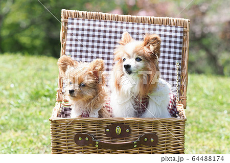 カゴバッグに入ったチワプーとパピヨンの写真素材