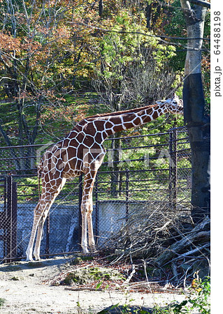 キリン（石川県いしかわ動物園） 64488198