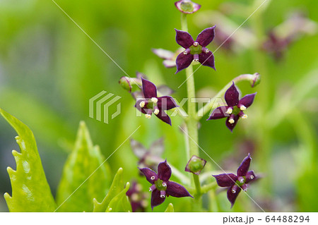 アオキの花 64488294