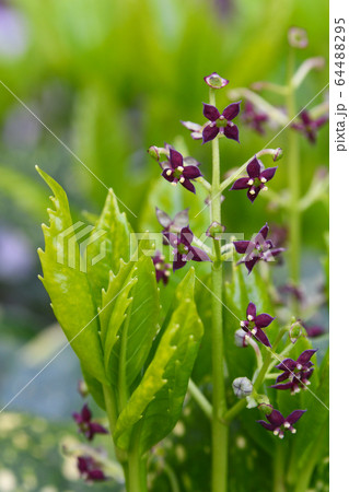 アオキの花 64488295