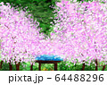 光則寺と桜 64488296