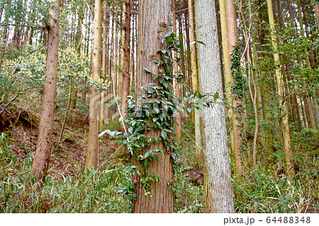 杉の木につたうツタ 64488348
