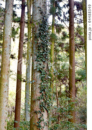 杉の木につたうツタ 64488349