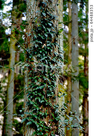 杉の木につたうツタ 杉の木につたうツタ 64488353