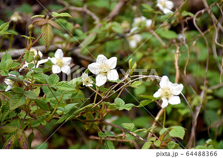 クサイチゴの花 クサイチゴの花 64488366