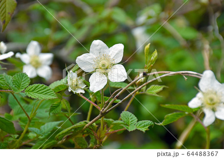 クサイチゴの花 クサイチゴの花 64488367
