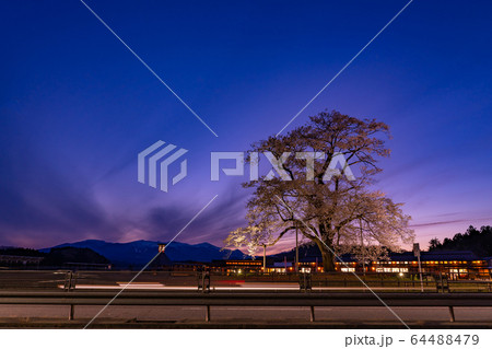 福島県　二本松市　道の駅安達の桜　万燈桜の夜景　ライトアップ 64488479