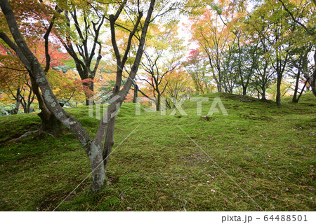 京都仙洞御所 南池 紅葉 京都仙洞御所 南池 紅葉 64488501