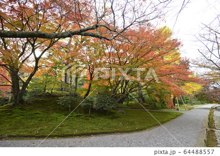 京都仙洞御所 南池 紅葉 京都仙洞御所 南池 紅葉 64488557