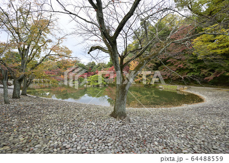 京都仙洞御所　南池　紅葉 64488559