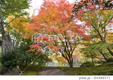 京都仙洞御所 南池 紅葉 京都仙洞御所 南池 紅葉 64488571