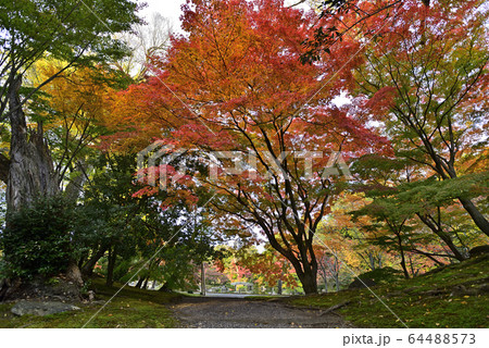 京都仙洞御所 南池 紅葉 京都仙洞御所 南池 紅葉 64488573
